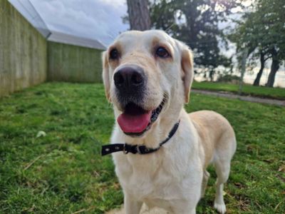 Phoebe | Retriever (Labrador) | Darlington - 2