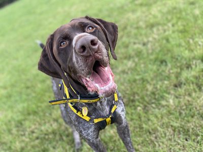 Tracker | Pointer (German Shorthaired) | Loughborough - 5