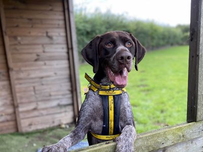 Tracker | Pointer (German Shorthaired) | Loughborough - 3