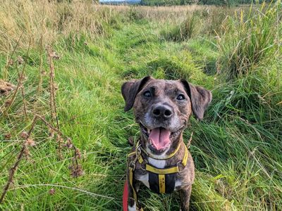 Annabelle | Terrier (Staffordshire Bull) Cross | West Calder (Edinburgh) - 4