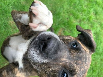 Annabelle | Terrier (Staffordshire Bull) Cross | West Calder (Edinburgh) - 2