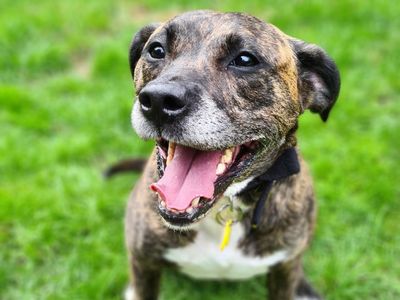 Annabelle | Terrier (Staffordshire Bull) Cross | West Calder (Edinburgh) - 2