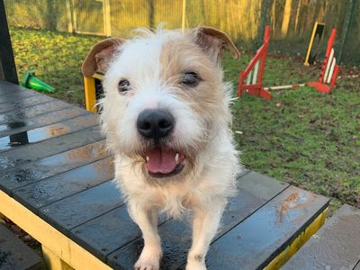 Jack russell deals rescue yorkshire