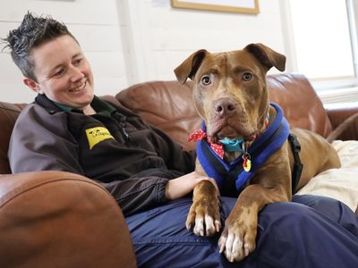 Rolo | Terrier (Staffordshire Bull) Cross | Leeds - 2