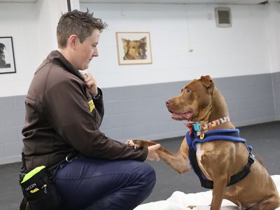 Rolo | Terrier (Staffordshire Bull) Cross | Leeds - 4