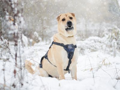 Bowie | Shar Pei Cross | Kenilworth (West Midlands) - 4