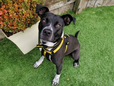 Freckles | Terrier (Staffordshire Bull) Cross | Loughborough - 3