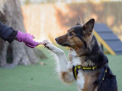 Adopt a Collie (Border) Rescue Dog | Lucy | Dogs Trust