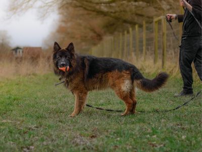 Hughie | German Shepherd Dog | Kenilworth (West Midlands) - 3