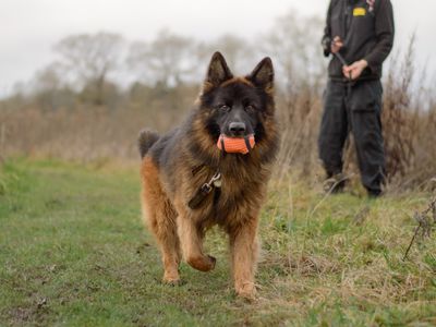 Hughie | German Shepherd Dog | Kenilworth (West Midlands) - 5