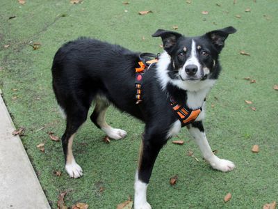 Murphy | Collie (Border) | Merseyside (Liverpool) - 3