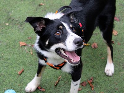 Murphy | Collie (Border) | Merseyside (Liverpool) - 2