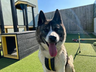 Snetterton dog 2024 rescue rehome