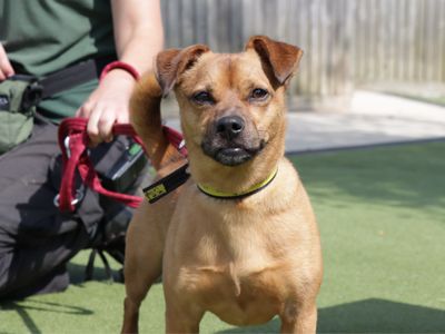 Paddy | Terrier (Jack Russell) Cross | Evesham (Worcestershire) - 3