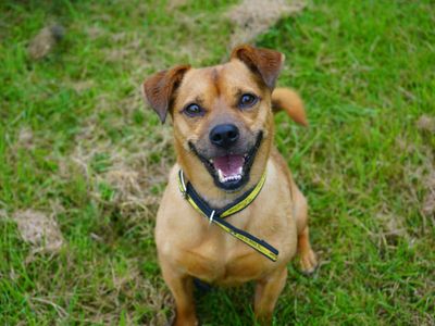 Paddy | Terrier (Jack Russell) Cross | Evesham (Worcestershire) - 5