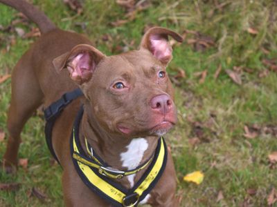 Rusty | Terrier (Staffordshire Bull) Cross | Harefield West London - 4