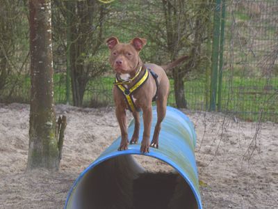 Rusty | Terrier (Staffordshire Bull) Cross | Harefield West London - 2