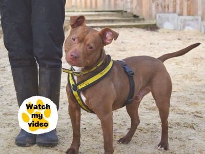 Christopher | Terrier (Staffordshire Bull) Cross | Harefield West London - 4