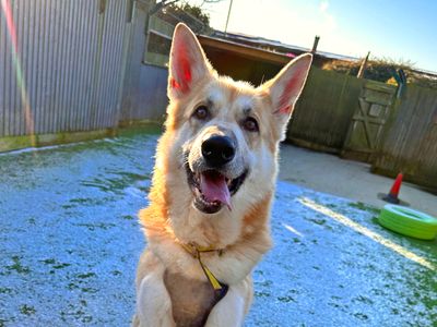 Gibson | German Shepherd Dog Cross | Shoreham (Sussex) - 5