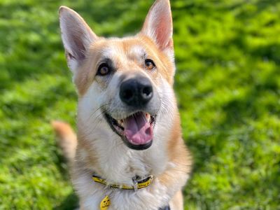 Gibson | German Shepherd Dog Cross | Shoreham (Sussex) - 3