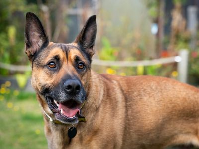 Max | German Shepherd Dog Cross | Snetterton (Norfolk) - 3