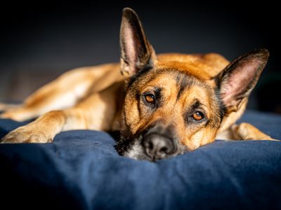 Max | German Shepherd Dog Cross | Snetterton (Norfolk) - 5