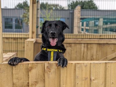 Kola | Retriever (Labrador) Cross | Cardiff - 3