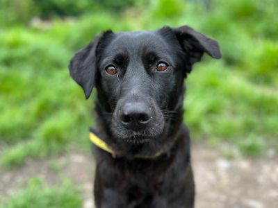 Adopt A Retriever (labrador) Cross Rescue Dog 