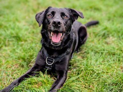 Kola | Retriever (Labrador) Cross | Cardiff - 5