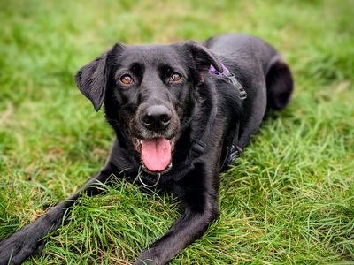 Kola | Retriever (Labrador) Cross | Cardiff - 5