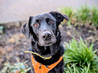 Kola | Retriever (Labrador) Cross | Cardiff - 3