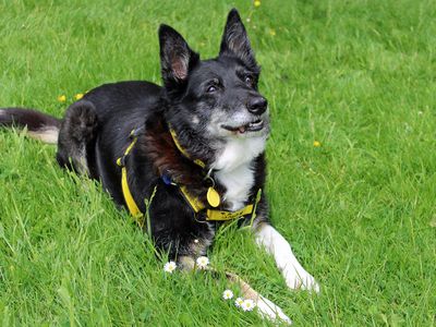 Molly | Collie (Border) | Merseyside (Liverpool) - 2