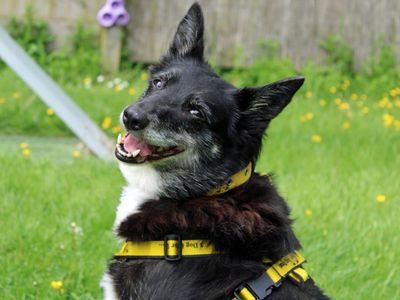 Molly | Collie (Border) | Merseyside (Liverpool) - 4