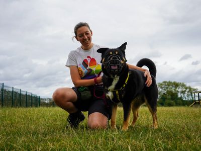 Brogue | Rottweiler Cross | Evesham (Worcestershire) - 5