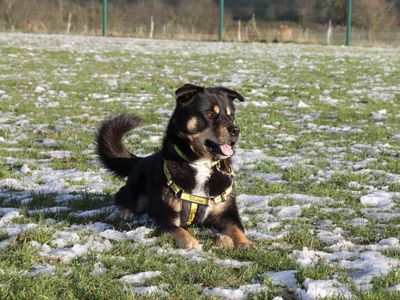 Brogue | Rottweiler Cross | Evesham (Worcestershire) - 3