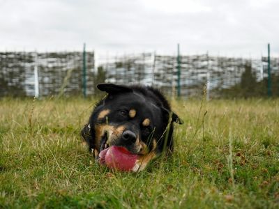 Brogue | Rottweiler Cross | Evesham (Worcestershire) - 5