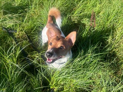 Alfie | Terrier (Jack Russell) | Glasgow - 3