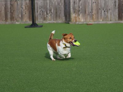 Alfie | Terrier (Jack Russell) | Glasgow - 3