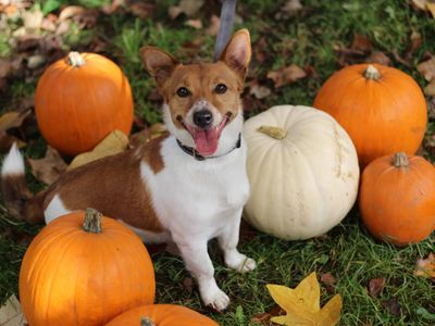 Alfie | Terrier (Jack Russell) | Glasgow - 5