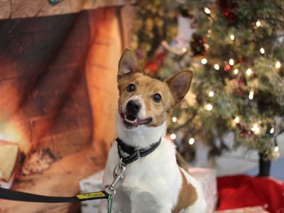 Alfie | Terrier (Jack Russell) | Glasgow - 5