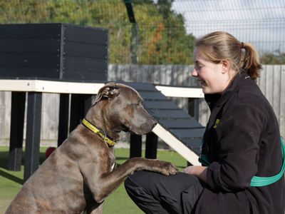 Darla | Italian Corso Dog Cross | Evesham (Worcestershire) - 3