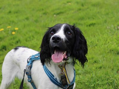 Tucker | Spaniel (Cocker) Cross | Darlington - 3