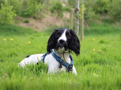 Tucker | Spaniel (Cocker) Cross | Darlington - 5