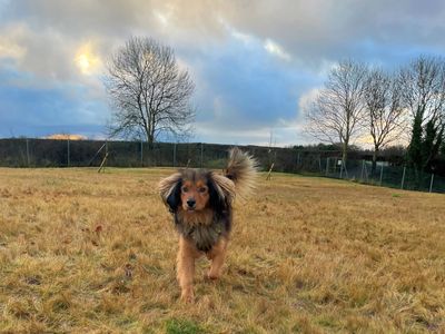 Gusty | Spaniel (English Springer) Cross | Ballymena (Northern Ireland) - 5