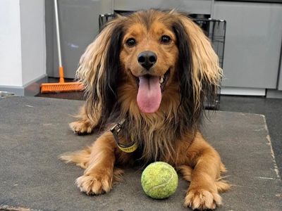 Gusty | Spaniel (English Springer) Cross | Ballymena (Northern Ireland) - 3