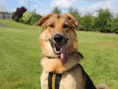 Polly | German Shepherd Dog Cross | Darlington - 2