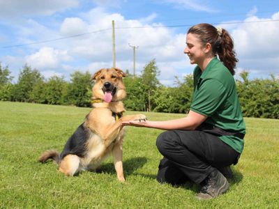 Polly | German Shepherd Dog Cross | Darlington - 4