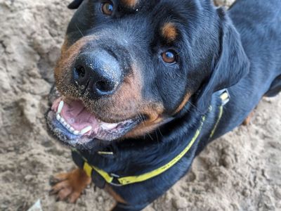 Bear | Rottweiler | Bridgend (Wales) - 3