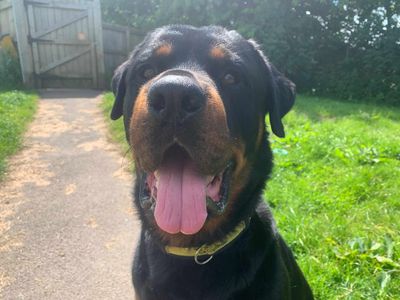 Bear | Rottweiler | Bridgend (Wales) - 3