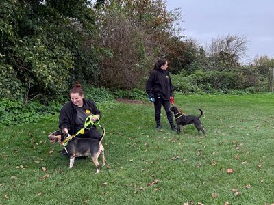 Motsi | Terrier (Miniature Bull) | Shoreham (Sussex) - 3